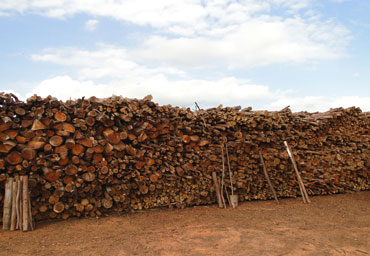 Estoque lenha de eucalipto